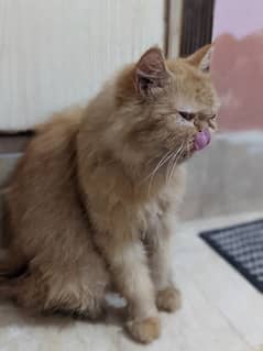 Persian
