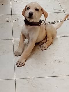Labrador