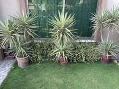 Healthy Plants