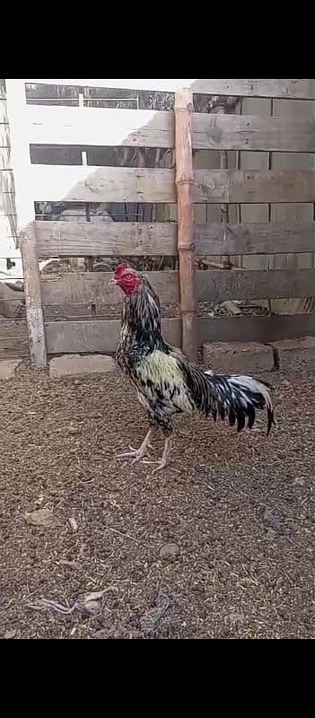 cheena javaa available for sale 0