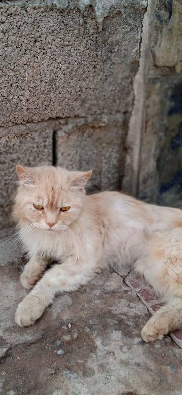 persian cat 0