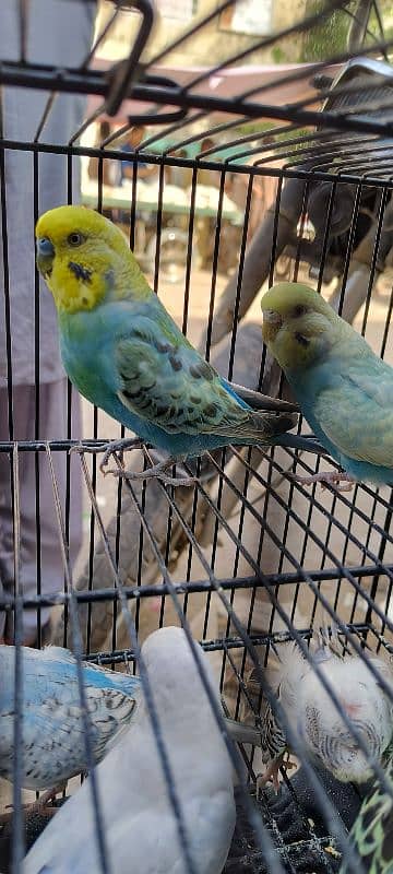 King Rainbow FBG breeder pair 0