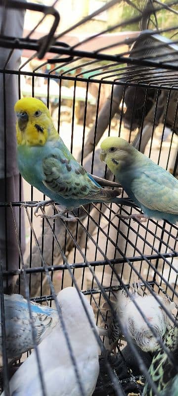 King Rainbow FBG breeder pair 1