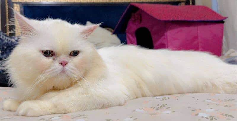 Persian cat for urgent sale 03355323255 2