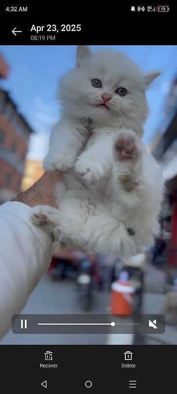 kitten pair 0