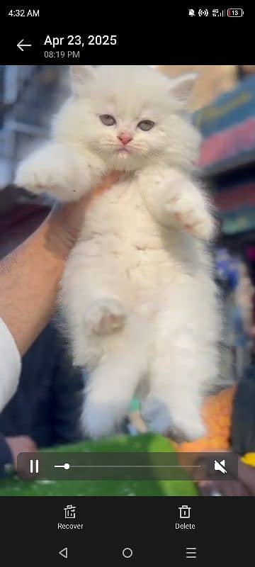 kitten pair 1