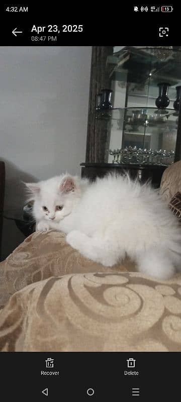 kitten pair 2