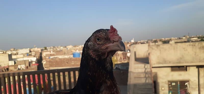 Rampuri Aseel Madi 0