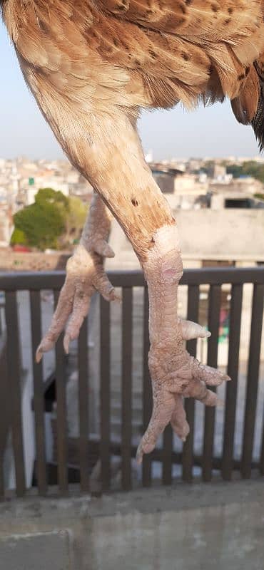 Rampuri Aseel Madi 2