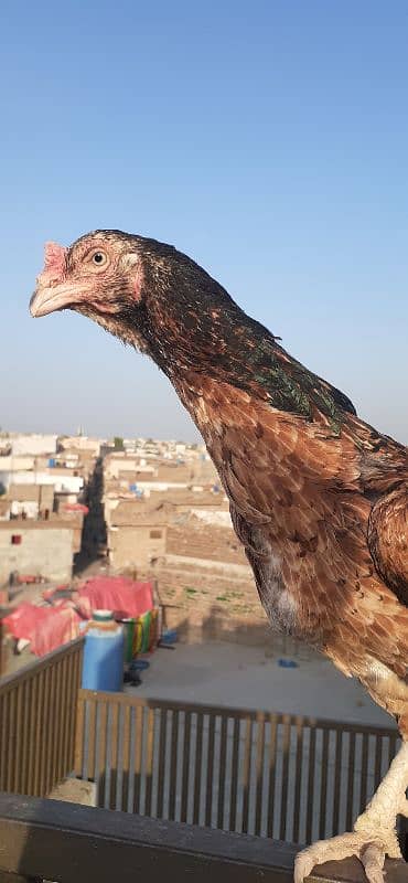 Rampuri Aseel Madi 4