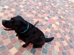 Labrador female black