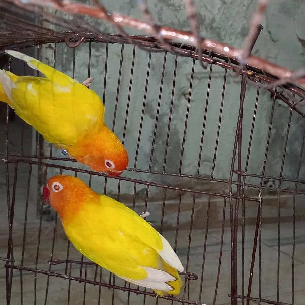 love birds 2