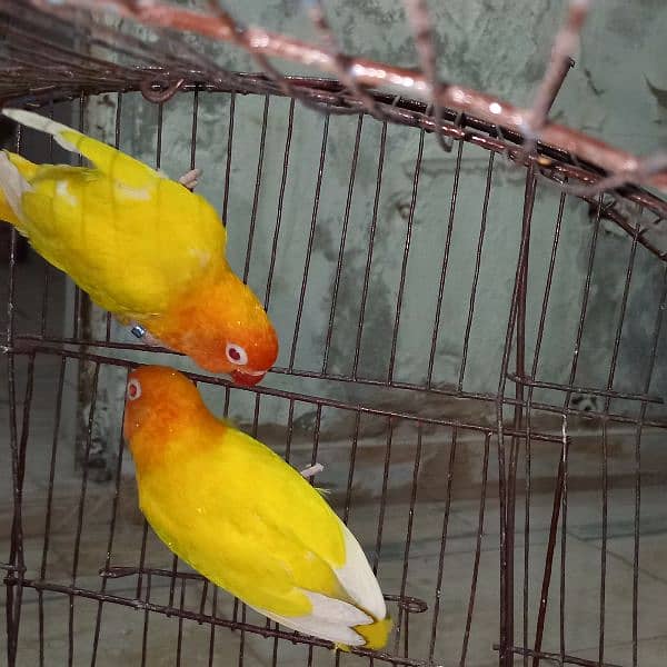 love birds 5