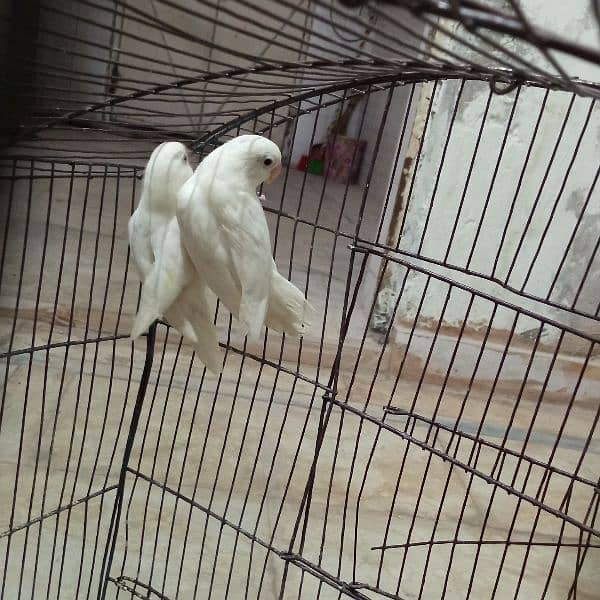 love birds 11