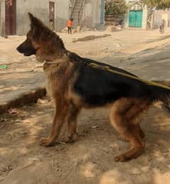 German