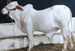 Qurbani