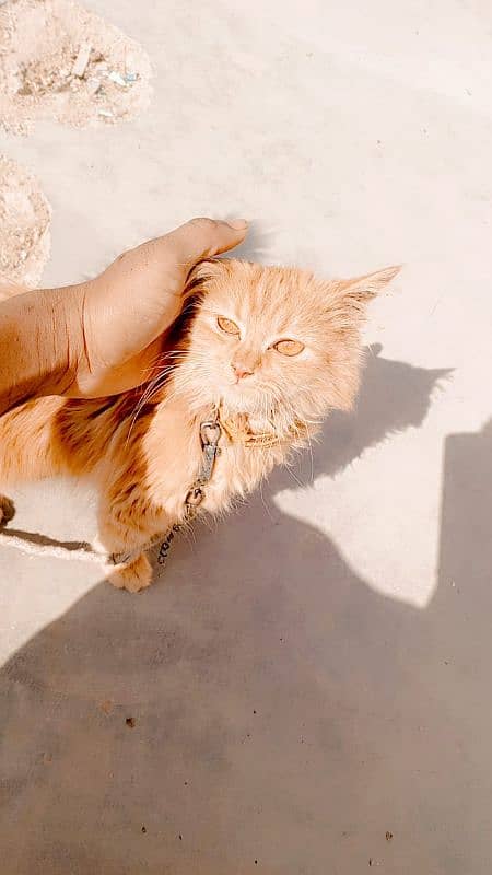 Persian cat. . 0