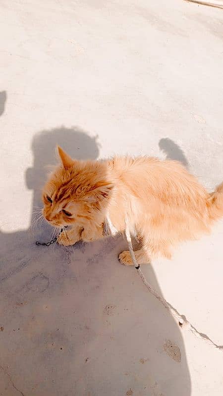 Persian cat. . 1