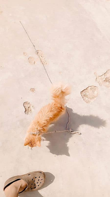 Persian cat. . 2