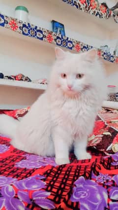 pershian cat