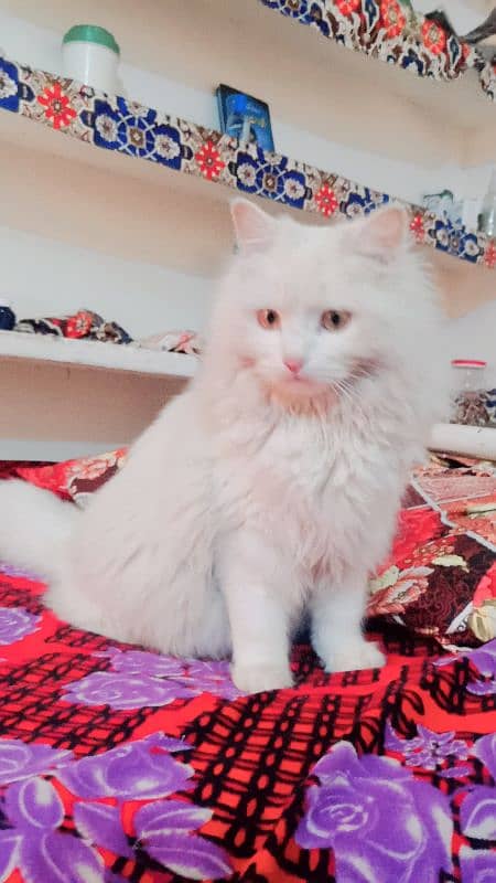pershian cat 0