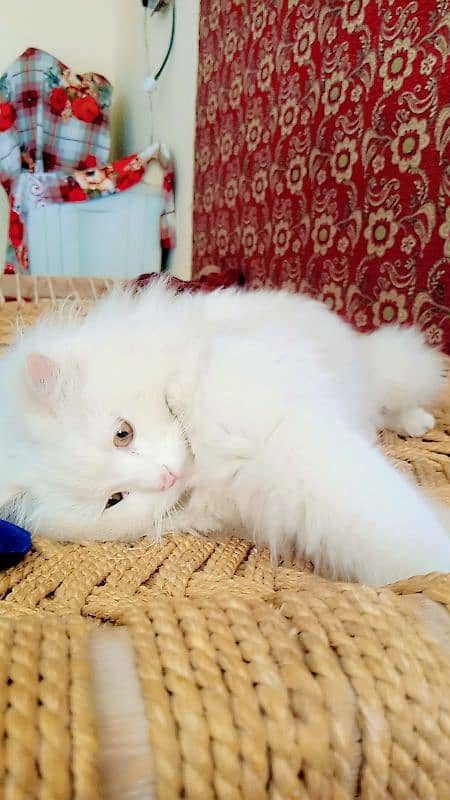 pershian cat 1