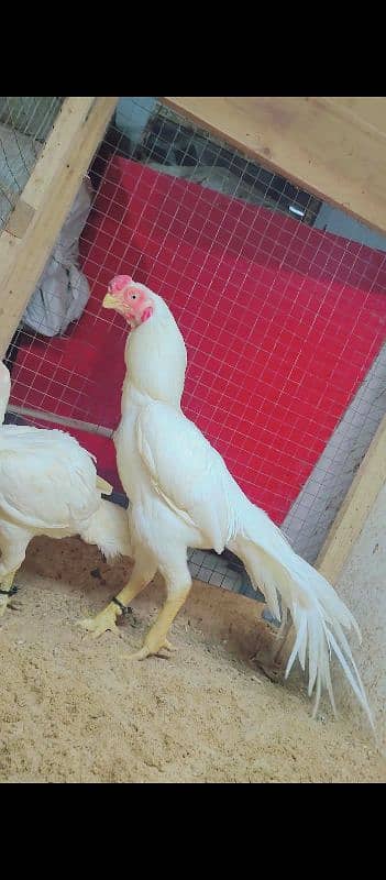 Indian parrot beak long tail paper white color. 03462122810 0