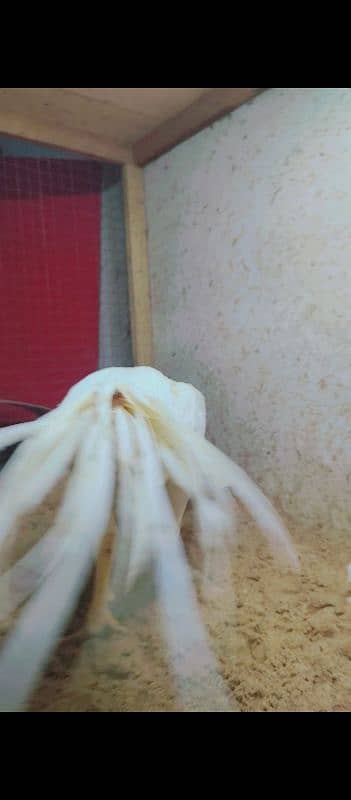 Indian parrot beak long tail paper white color. 03462122810 2