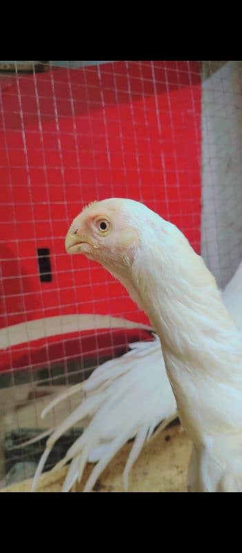 Indian parrot beak long tail paper white color. 03462122810 3