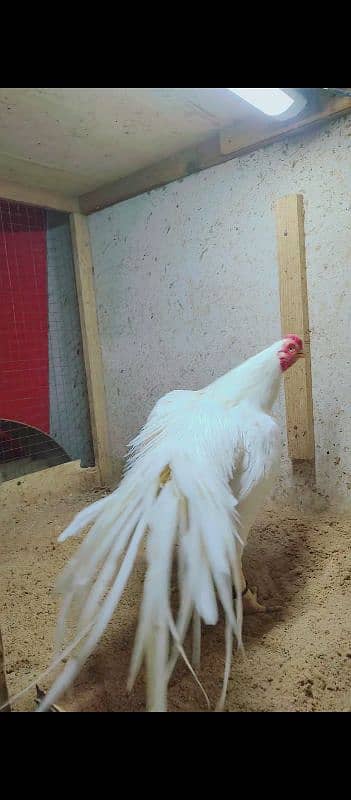 Indian parrot beak long tail paper white color. 03462122810 4