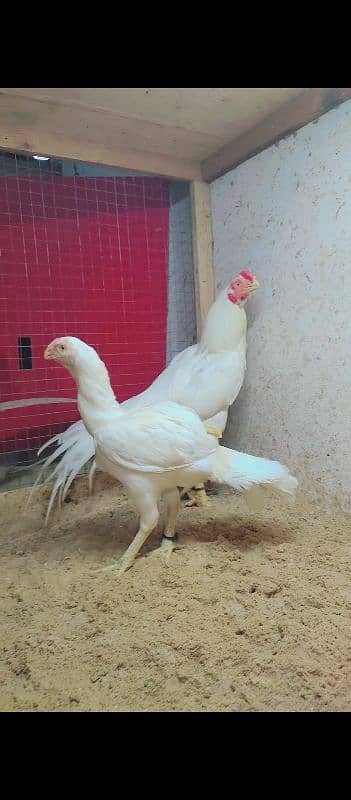 Indian parrot beak long tail paper white color. 03462122810 5