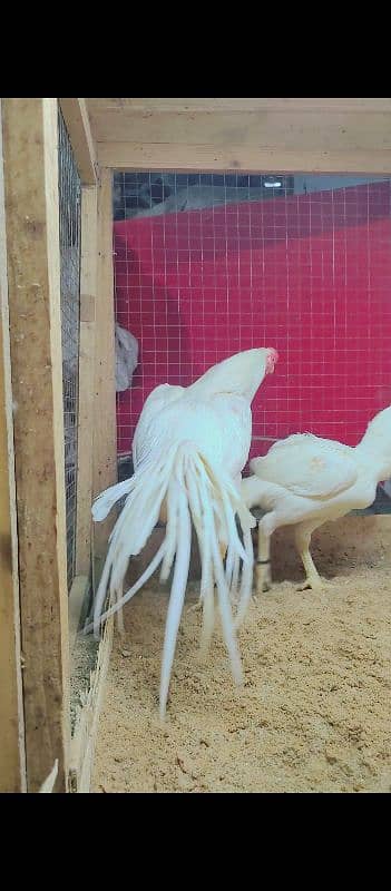 Indian parrot beak long tail paper white color. 03462122810 6