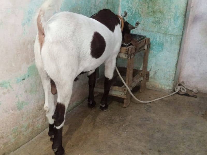 rajanpuri bakra for sale 0320-3884276 1