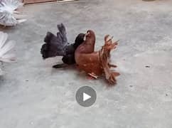 Laka