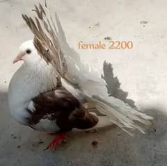 Laka 4500