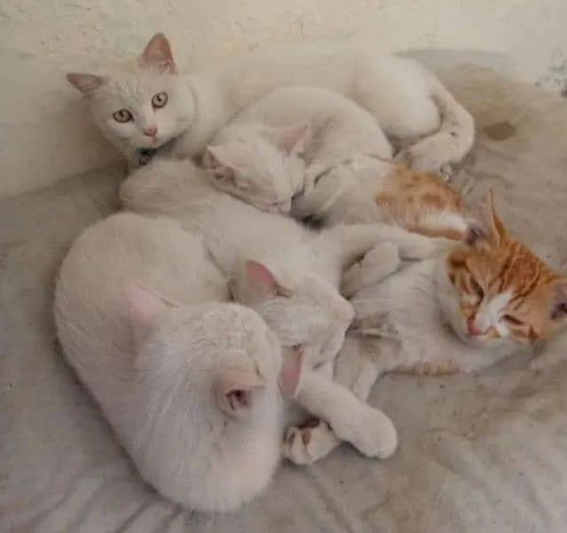 Persian Cat 0