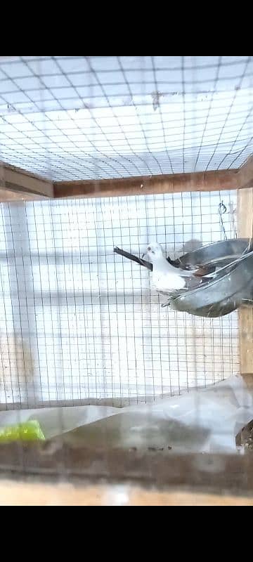 Diamond pied breader pair for sale 0