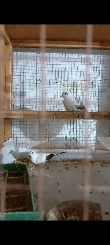 Diamond pied breader pair for sale 1
