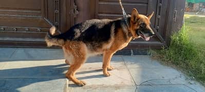 german shepard breeder female