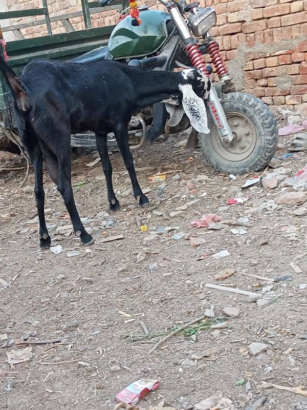 1 Desi Female Bakri 1.5 kg milk 03008459926 1