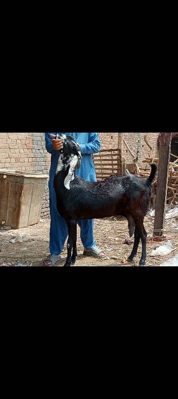 1 Desi Female Bakri 1.5 kg milk 03008459926 2