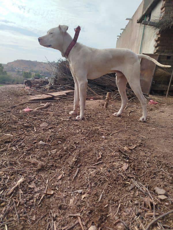 VIP gultair dog 0