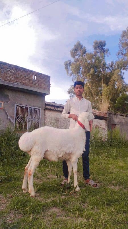 sheep dumba hair trimmer haircut machine 2