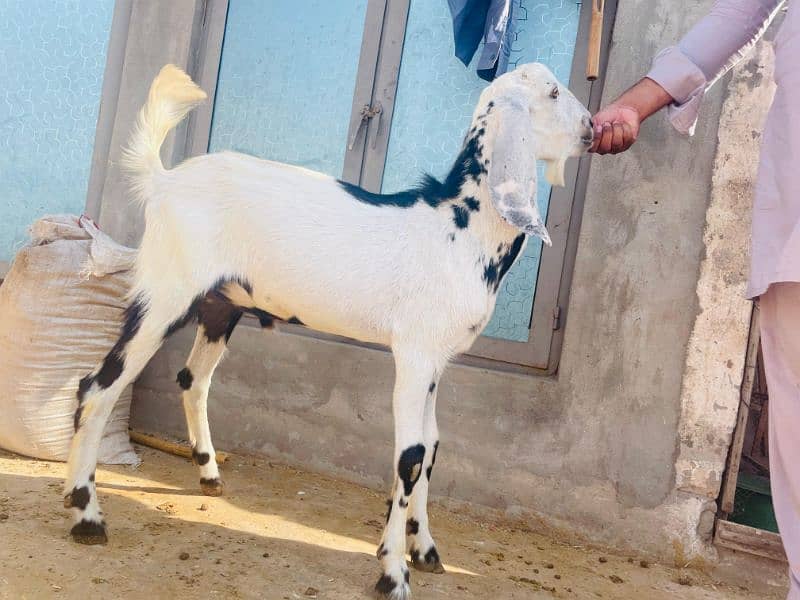 Bakra 1
