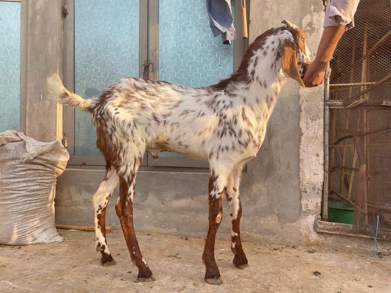 Bakra 2