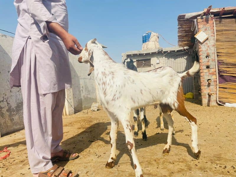 Bakra 3