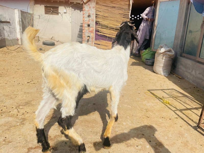 Bakra 6