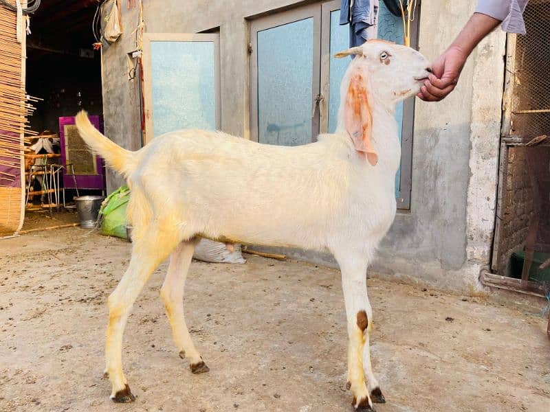 Bakra 7