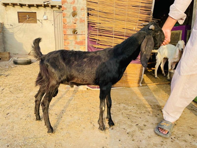 Bakra 8