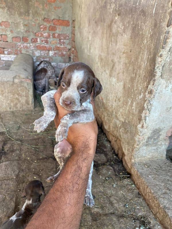 Pointer Puppy for sale 1
